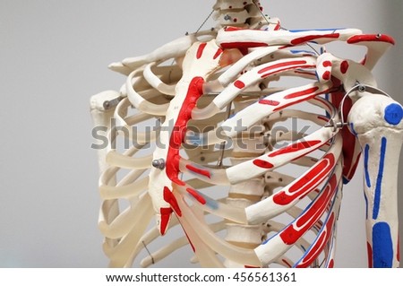 skeletal structure of chest.