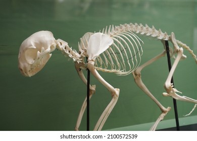 47,524 Cat bones Images, Stock Photos & Vectors | Shutterstock