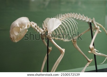 A skeletal system of a domestic house cat