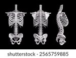 Skeletal system image from different angles isolated on white background. 3D rendered medically accurate illustration of the skeleton. Human torso skeletal anatomy. Human bone structure model. 