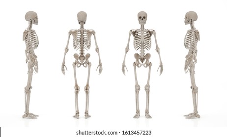 skeletal system image from different angles
