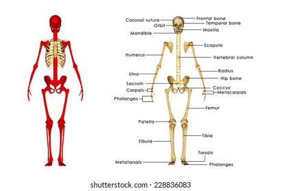 Human Skeletal System Stock Images, Royalty-Free Images & Vectors