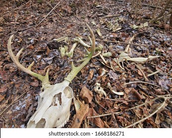 Skeleton of an 8 point buck