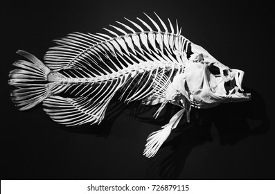 skeleton of ancient fish on a black background. fish bones