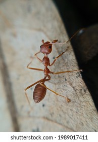 A Skeleton Ant, Which Is Separated From Its Colony And Lost Alone