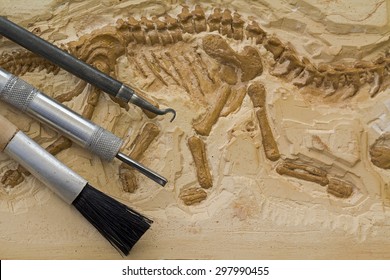 Skeleton and archaeological tools.Training for dig fossil.