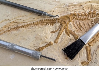 Skeleton and archaeological tools.Training for dig fossil.