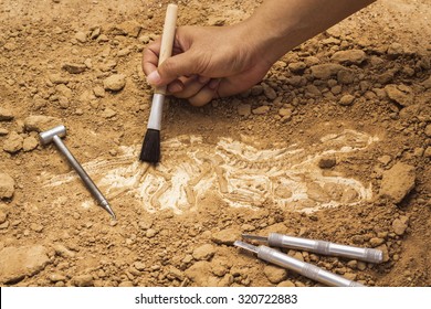 Skeleton And Archaeological Tools.Training For Dig Fossil.Simulated Same As Real Digging.