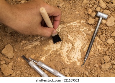 Skeleton and archaeological tools.Training for dig fossil.Simulated same as real digging. - Shutterstock ID 321189521