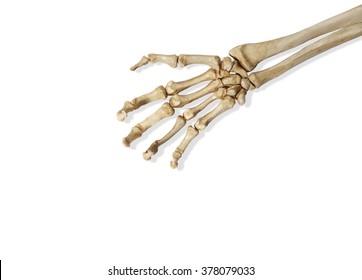 Skeleton Arm And Hand On A White Background