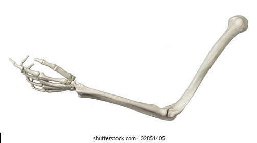 Skeleton Arm On White Background