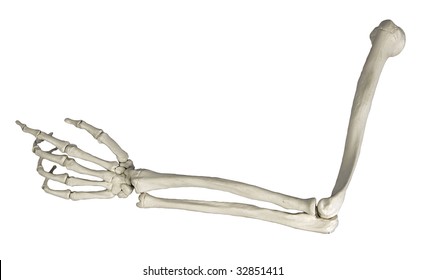 Human Arm Bones Images Stock Photos Vectors Shutterstock
