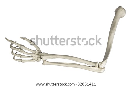 skeleton arm on white background