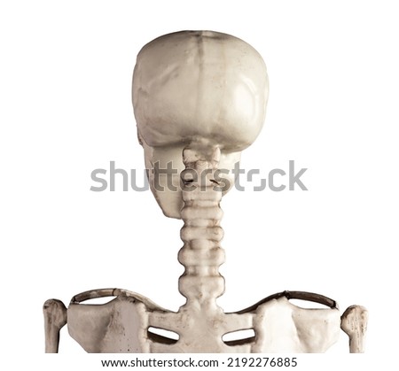 Skeleton back view isolated on white background. Scull, cervical vertebrae. Human anatomy, medical education concept. High quality photo