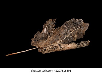 Skeleton brown Maple leaf isolated on a black background
