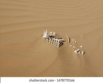 The skeleton camel calf lies partially buried in the Arabian desert and its bones picked clean by scavenging wild animals   bleached white by the hot desert sun 