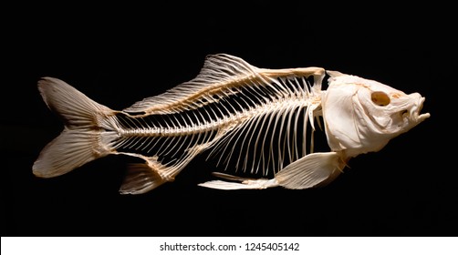 Skeleton of a carp fish isolated against a black background as part of a museum exhibit - Shutterstock ID 1245405142