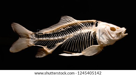 Skeleton of a carp fish isolated against a black background as part of a museum exhibit