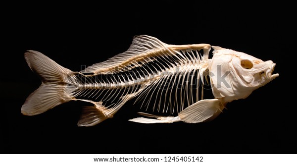 Skeleton of a carp fish isolated against a
black background as part of a museum
exhibit