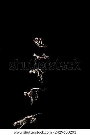 The skeleton of a cat turning and landing on four legs