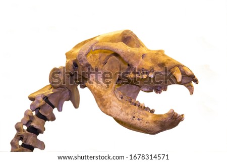 The skeleton of a Cave bear 's head (lat. Ursus spelaeus) isolated on a white background, fauna, mammals, predators.