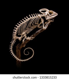 Skelett von Chamaeleo (Furcifer) oustaleti. Skelett von Chameleon krabbeln auf dem Baum auf schwarzem Hintergrund.