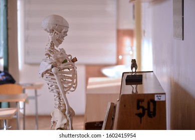 An skeleton close up with mounted animal standing on the piano.