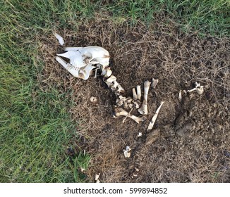 A Skeleton Cow On The Ground.