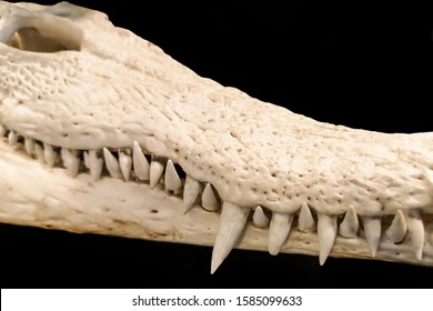 The skeleton of the crocodile can be separated on the back.
