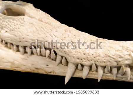 The skeleton of the crocodile can be separated on the back.