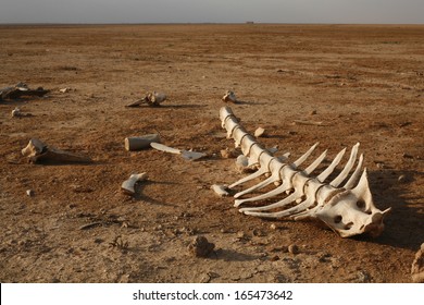skeleton in desert and single bones around