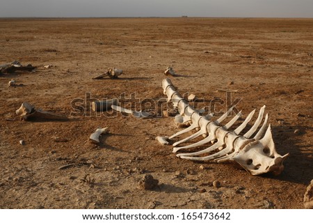 skeleton in desert with single bones around