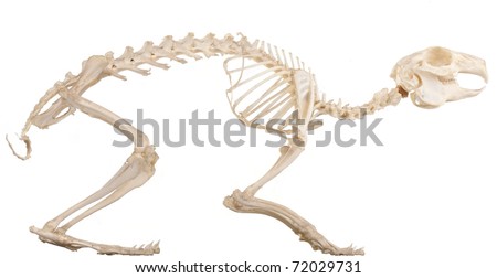 Skeleton of the domestic quadruped section with bones