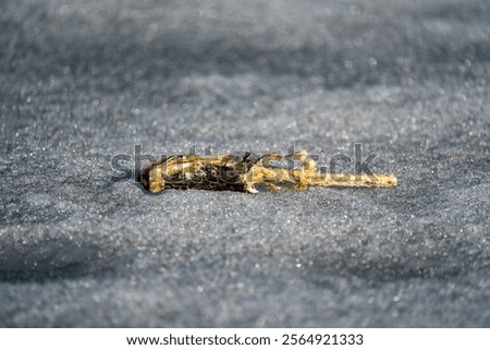 A skeleton of a fish lying on a sheet of solid ice.