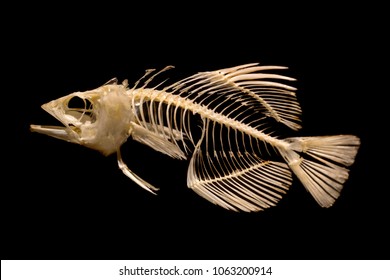 Skeleton of fish on black background