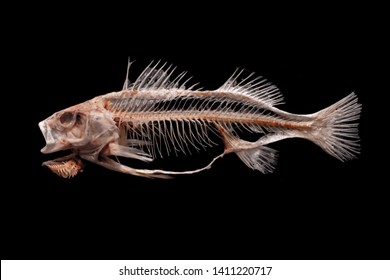 Skeleton of fish on black background made for the study of Anatomy