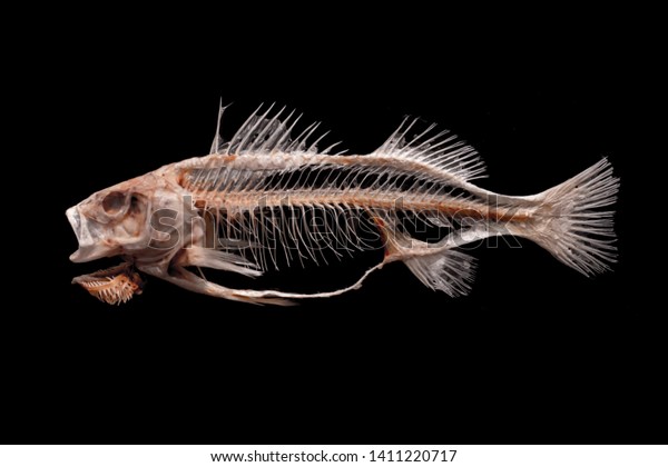 Skeleton of fish on black background made for the\
study of Anatomy