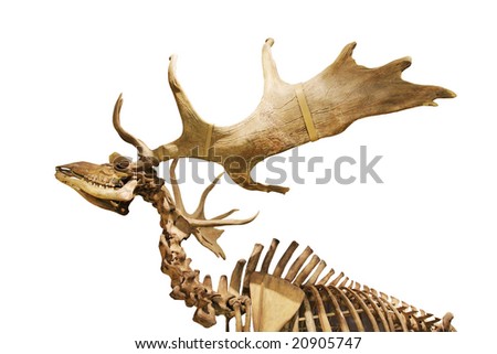 skeleton of fossil deer