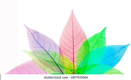 Skeleton Frame Leaf Abstract Background