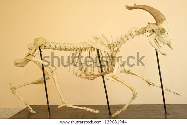 Skeleton Goat Capra Hircus Stock Photo Edit Now 129681944