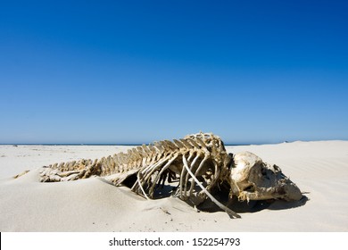 Skeleton of a Harbour Porpoise, washed ashore on a beach