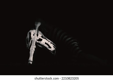 Skeleton Head Of A Bull Dressed On A Man.