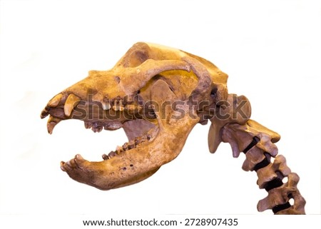Skeleton of the head of a cave bear (lat. Ursus spelaeus) on a white background, wildlife, mammals, predators.