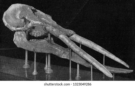 Skeleton of the head of a mastodon with powerful defenses, vintage photo. From the Universe and Humanity, 1910.
