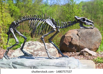 Skeleton Of Horse Eohippus As Very Nice Model 