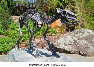 Skeleton Of Horse Eohippus As Very Nice Model 