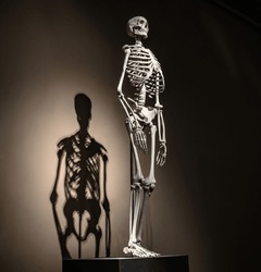 Skeleton Of Human Being In Full Growth In Museum