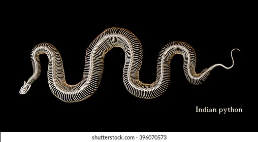 Skeleton Of An Indian Python