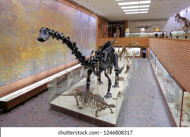 Skeleton Of The Largest Herbivore Dinosaur. Sauropod Family Diplodocus. Paleontological Museum. Moscow 2018 December 01