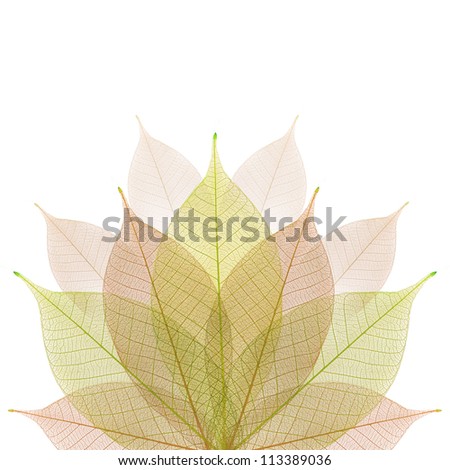 Skeleton leaf abstract background
